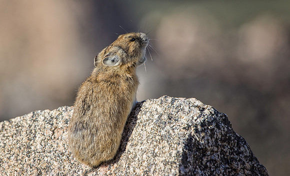 Pika Barking-5666-1