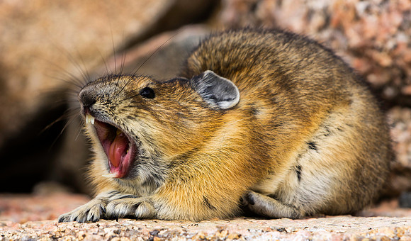 Pika Yawning-5407-5407