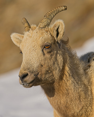 Mt Evans 6-11 (293)