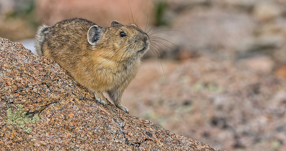 Pika-2654-1