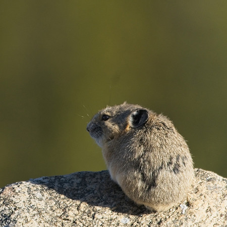 Mt Evans 6-11 (584)