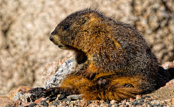 Baby Marmot-3795-2