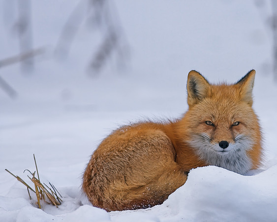 Fox-7416
