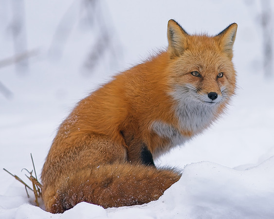 Fox-7312