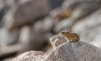 Pika-04253