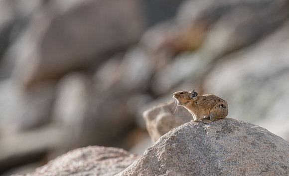 Pika-04253