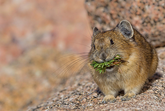 Pika-1863-1