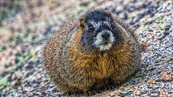 Baby Marmot-9308-