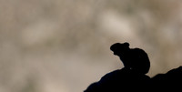 Marmot-17