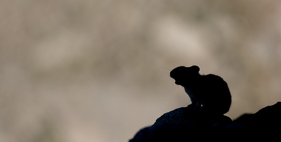 Marmot-17