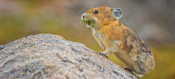 Pika Gathering-5570-1
