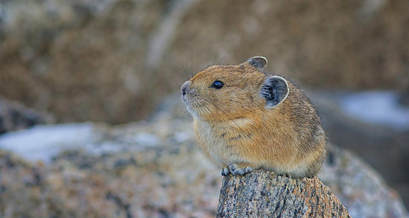 Pika-0596-1