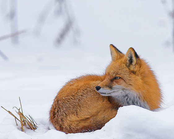 Fox-7381