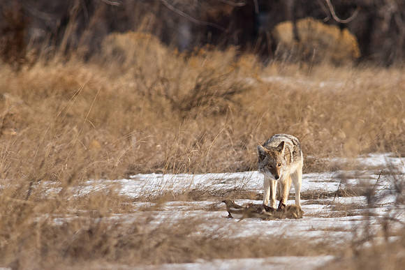 Coyote-9583.jpg