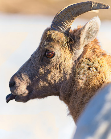 MT EVANS BH (26)