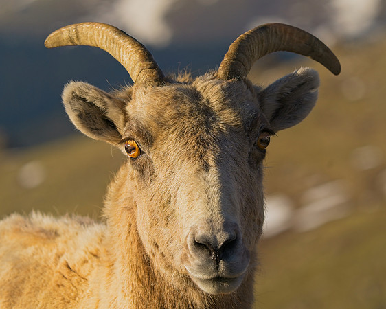 Mt Evans 6-11 (127)
