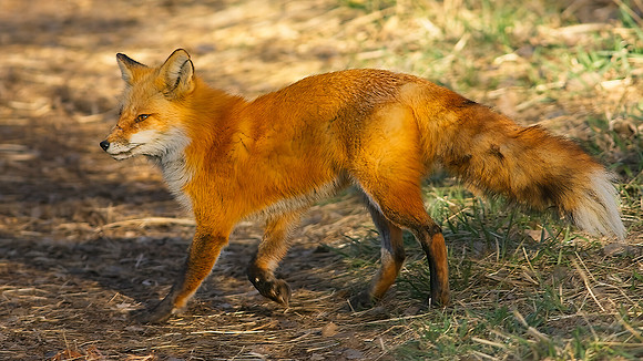 DSC06045