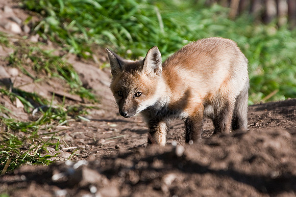 Fox Kit-5129
