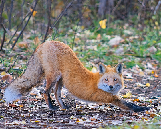 Red Fox-5225