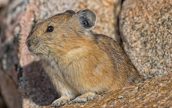 Pika-1723-1