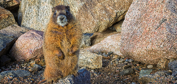 WAW-Marmot Standing-9755-1