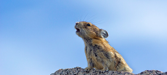 Pika Barking-4558-1