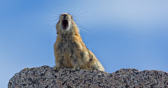 Pika Barking-4532-1