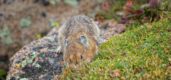 Pika Gathering-5558-1