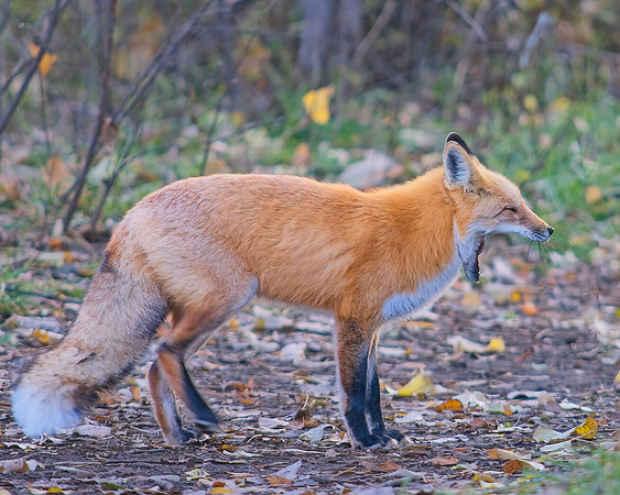 Red Fox-5212