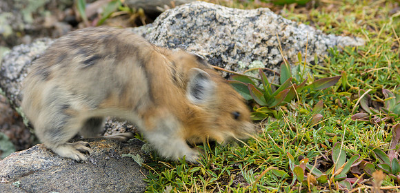 Pika Full Body Gathering-5533-1