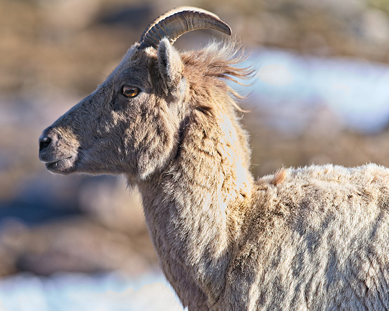MT EVANS BH (1)
