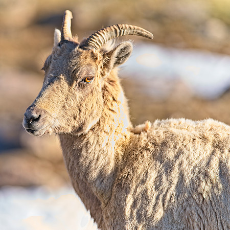 MT EVANS BH (4)