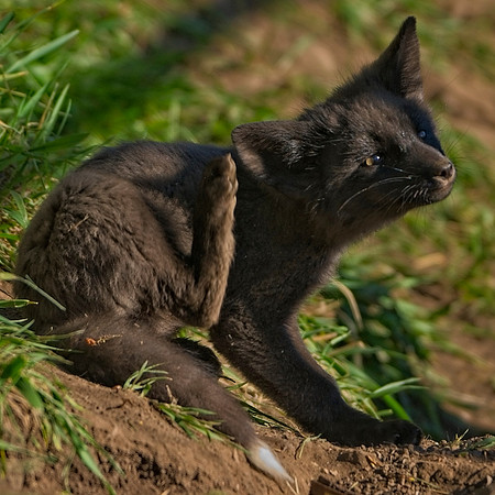 Fox Kit-7415