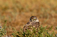 Burrowing Owl-0141