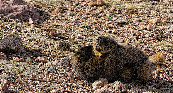 Sumo Marmot-3220-2
