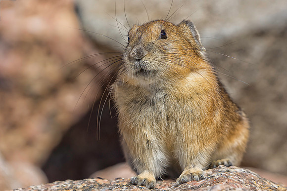 Pika-2043-1
