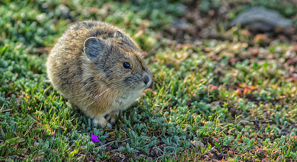 Pika-7513-1