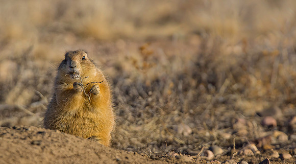 Prairie Dog-2760-2