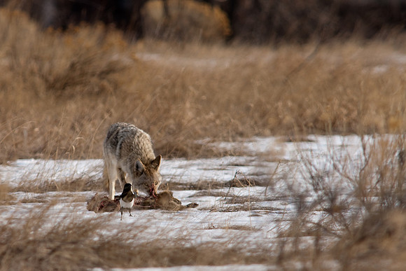 Coyote-9642.jpg