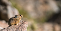 Pika--04601