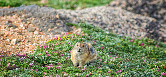Pika Pano-9669-1