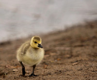 Avian