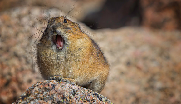 Pika-1758-1
