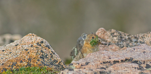 Pika Gathering-4452-1