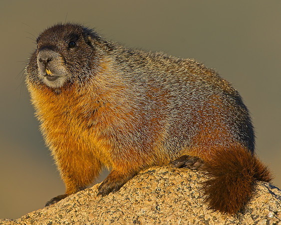 Mt Evans 7-30 (42)