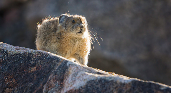 Pika-7383-1