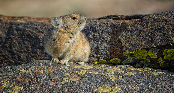 Pika-7658-1