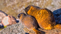 Marmots - Babies