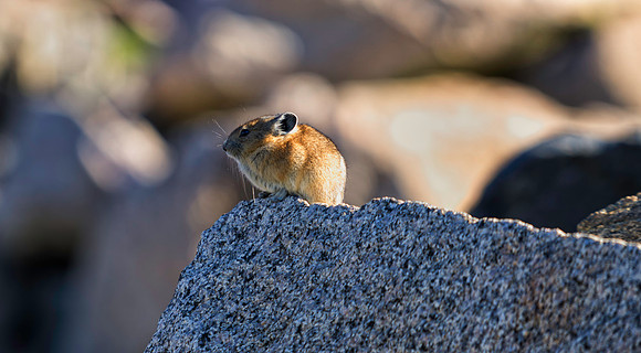 Pika-8602-1