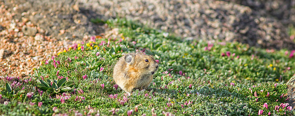 Pika Pano-9656-1